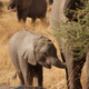 Illustration for article titled Out of Africa. Elephants